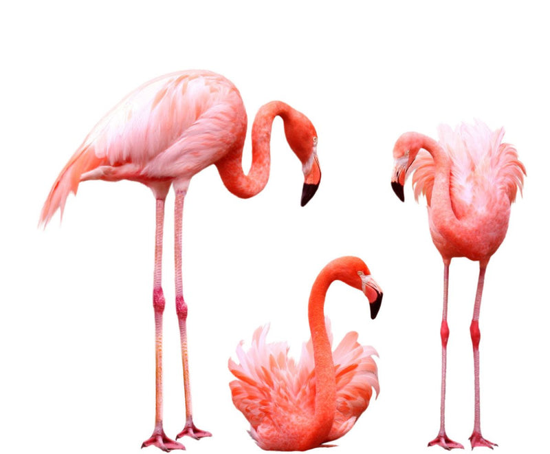 Muursticker 3 flamingo's - Daring Walls