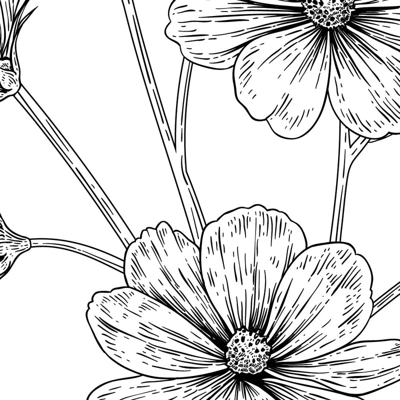 Muurstickers Flower drawing Cosmea-1 - Daring Walls